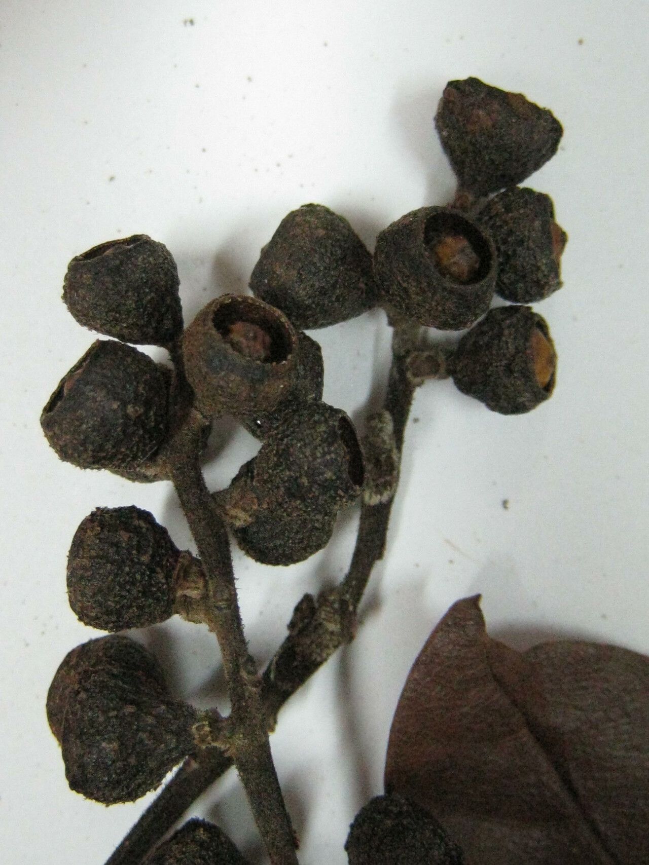 Ocotea glomerata — houseplant care guide