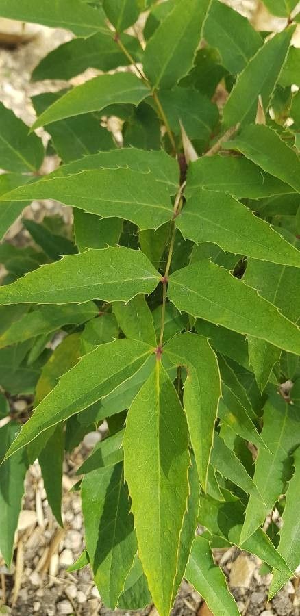 Mahonia russellii — search result for 'Mahonia'