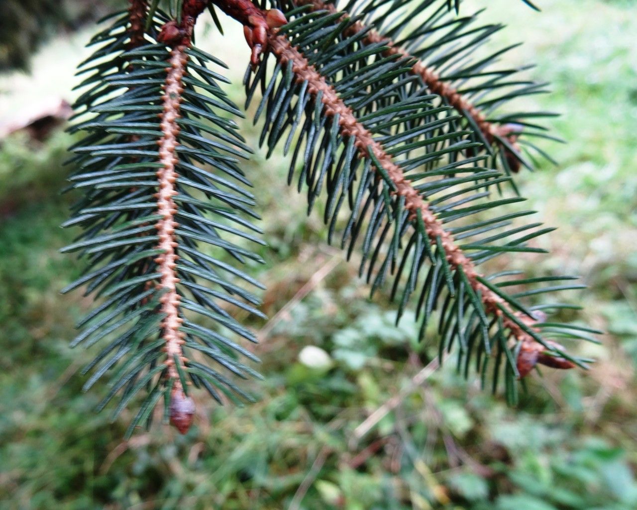 Picea likiangensis leaf