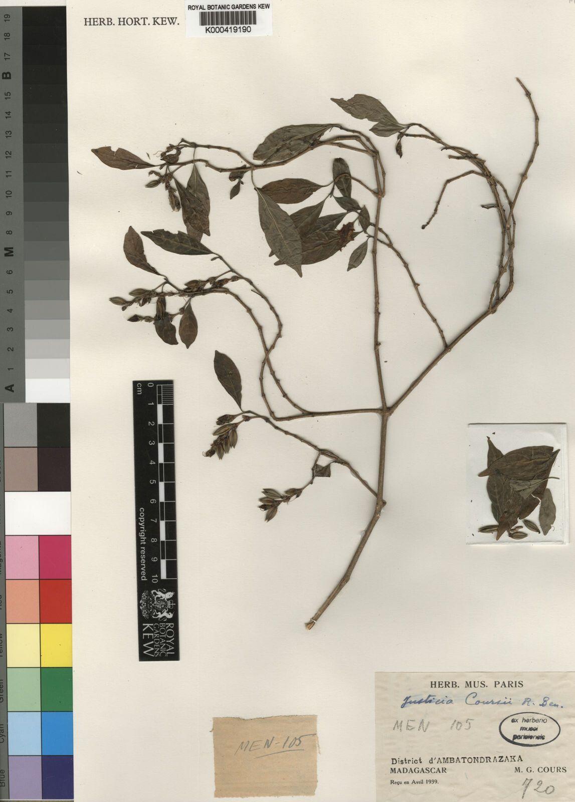 Justicia coursii — houseplant care guide