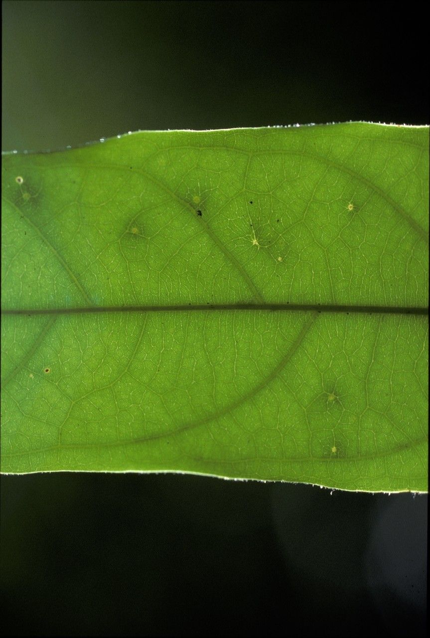 Hopea ponga leaf