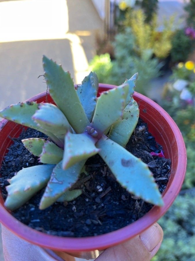 Carruanthus peersii — search result for 'Aizoaceae'