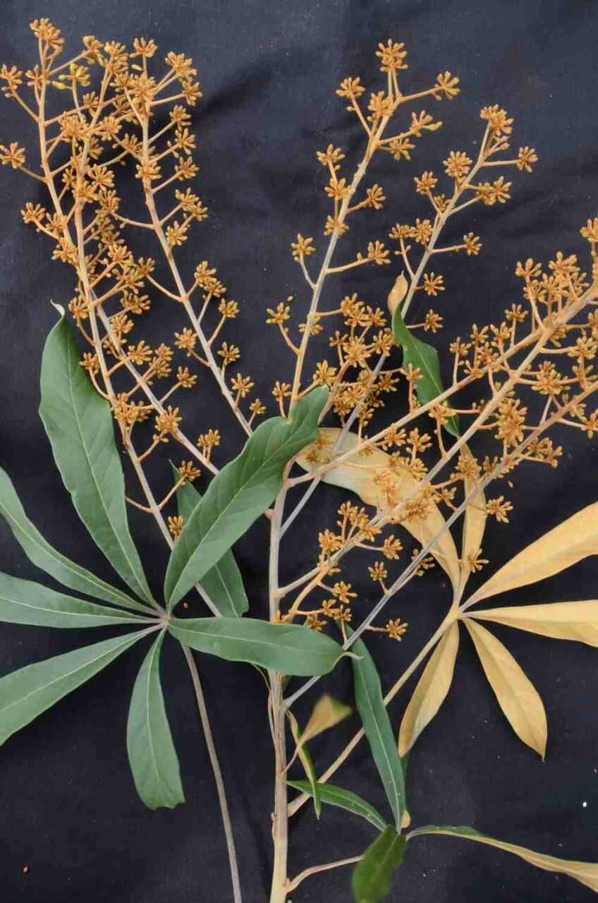 Schefflera vinosa leaf