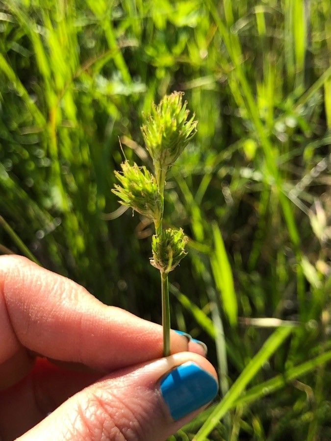 Carex albolutescens fruit