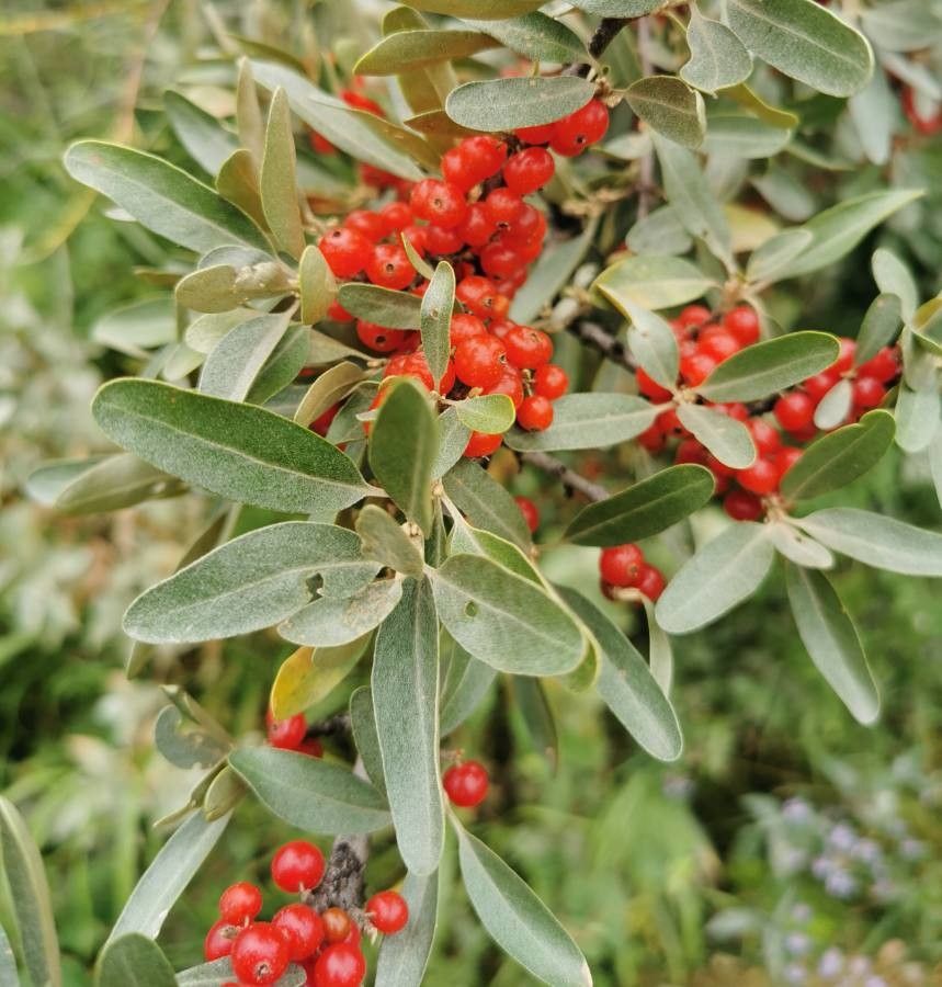 Shepherdia argentea fruit