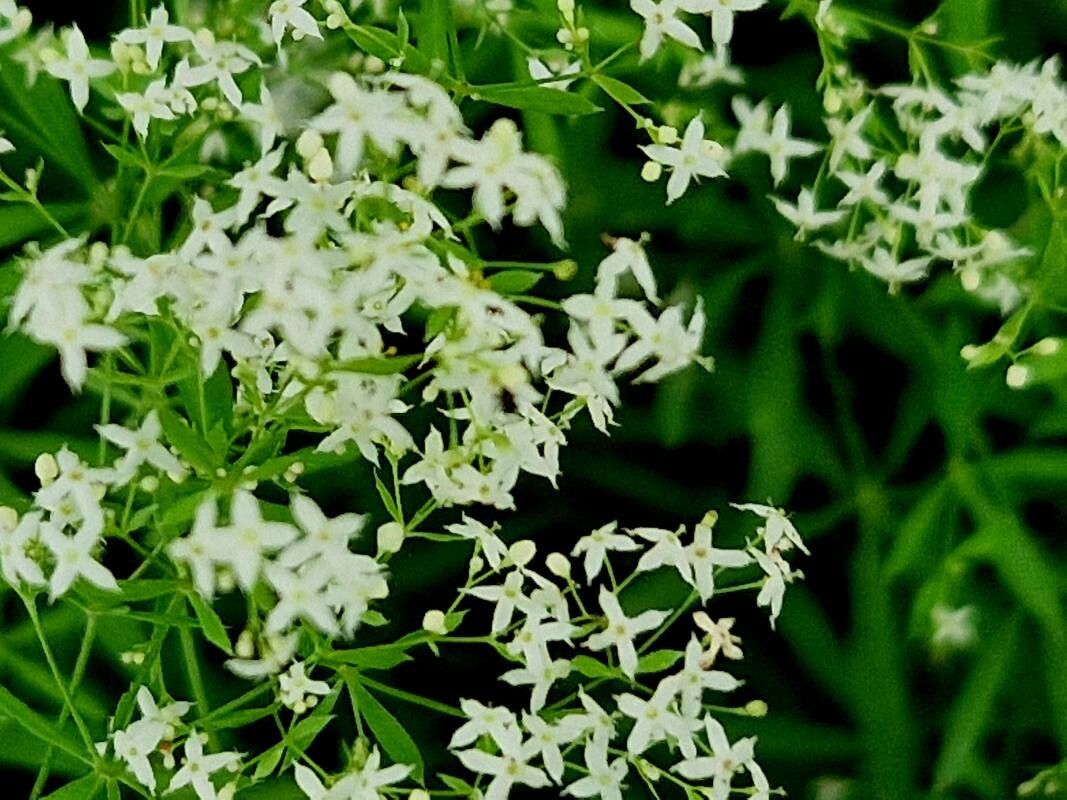 Galium intermedium — search result for 'Albania'