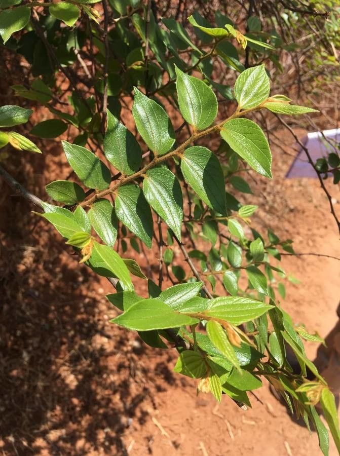 Ziziphus oenopolia — search result for 'Ziziphus'