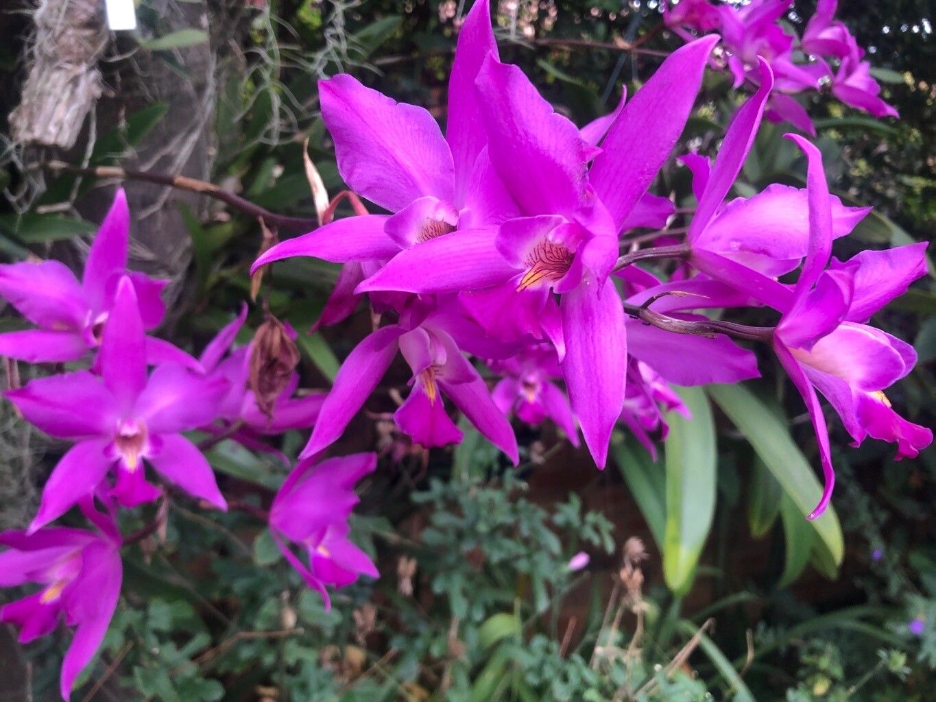 Laelia × gouldiana flower