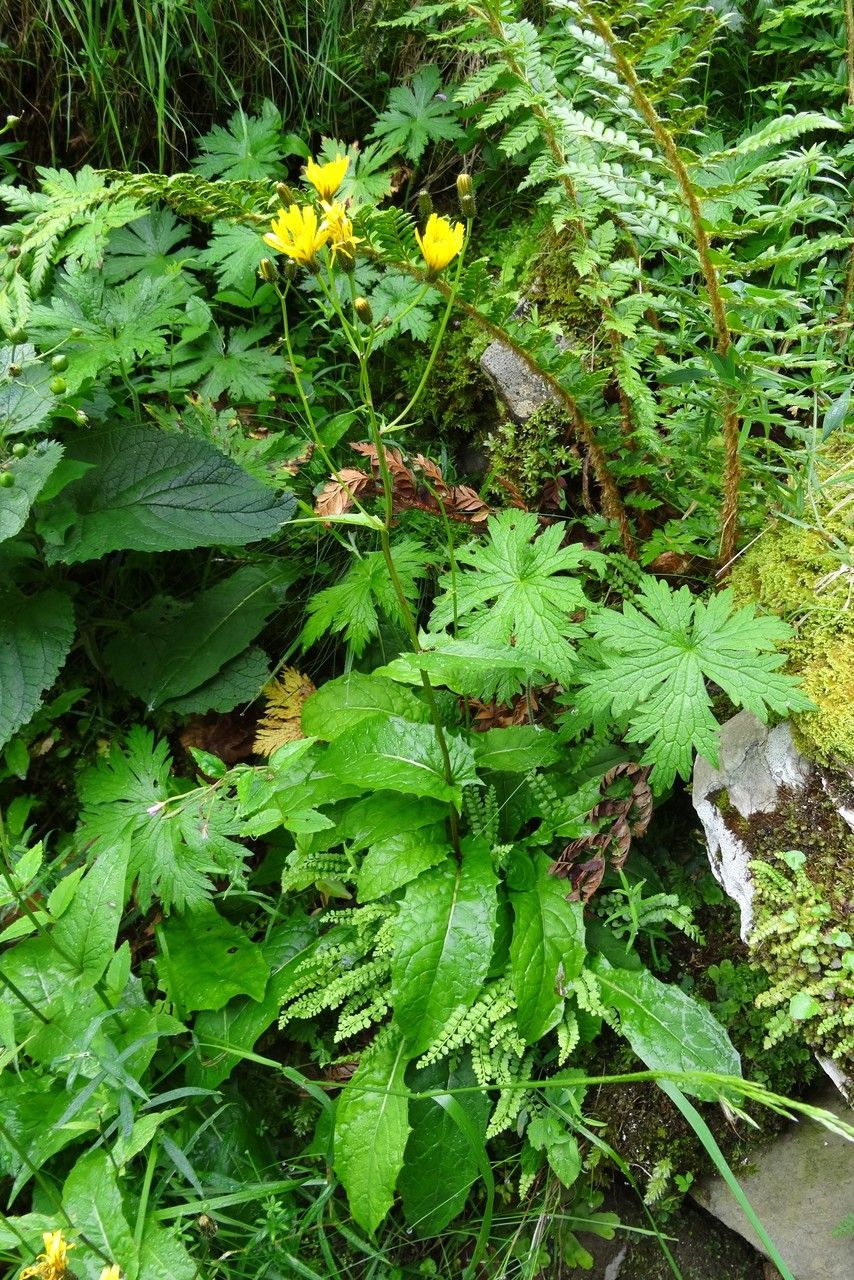 Hieracium neocerinthe habit