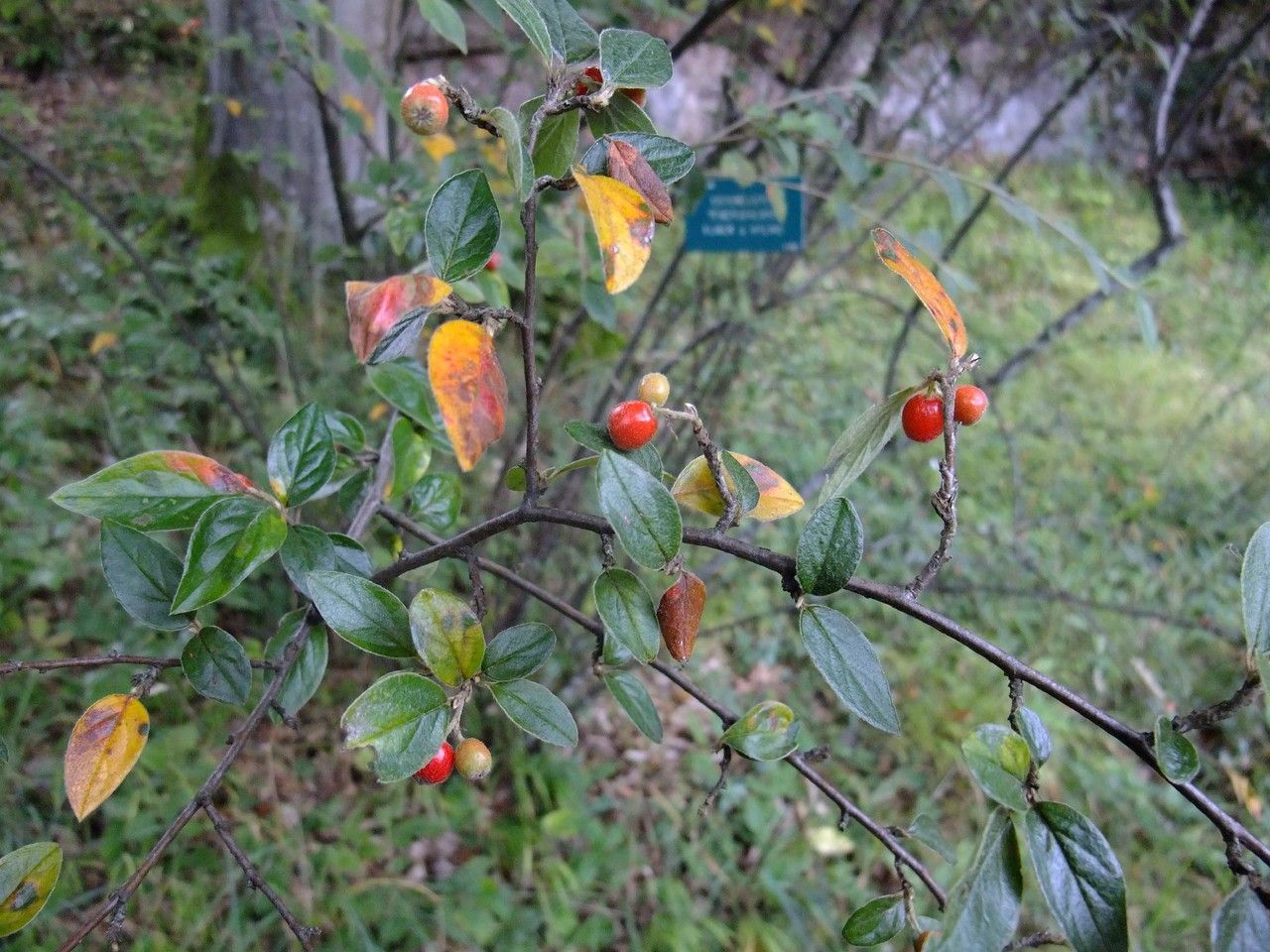 Cotoneaster tengyuehensis habit