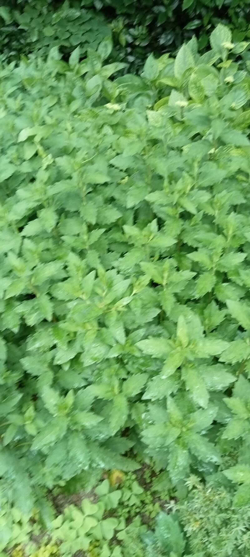 Aster mongolicus habit