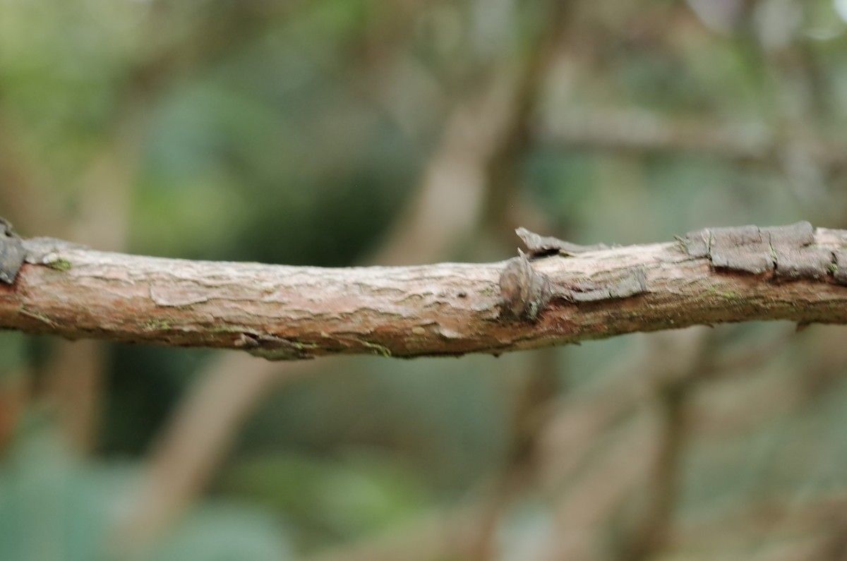 Rhododendron selense bark