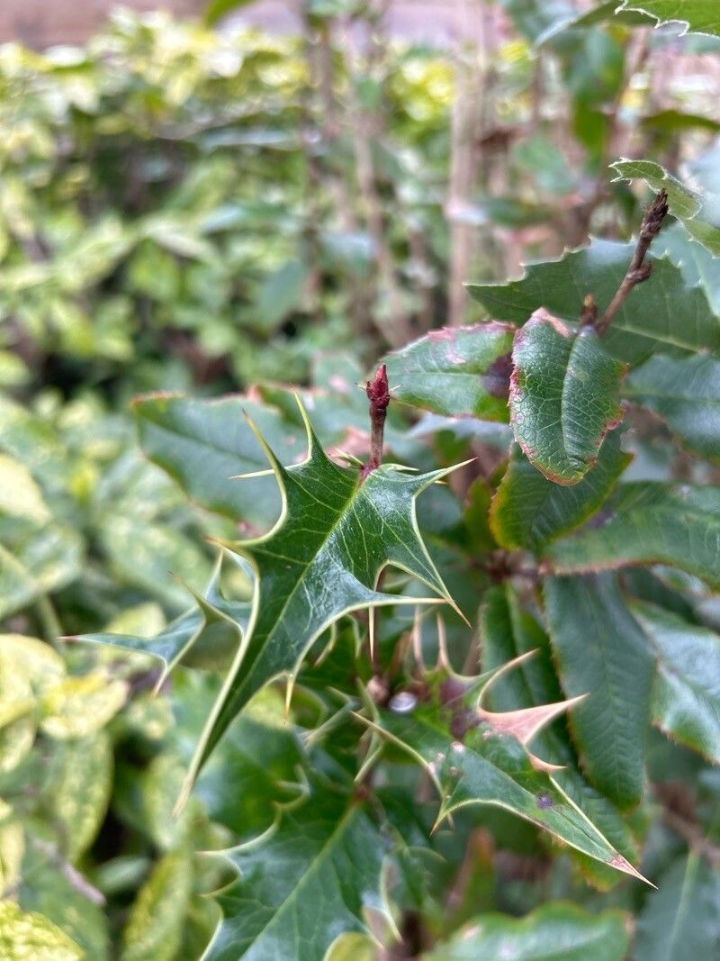 Berberis × miethkeana — houseplant care guide