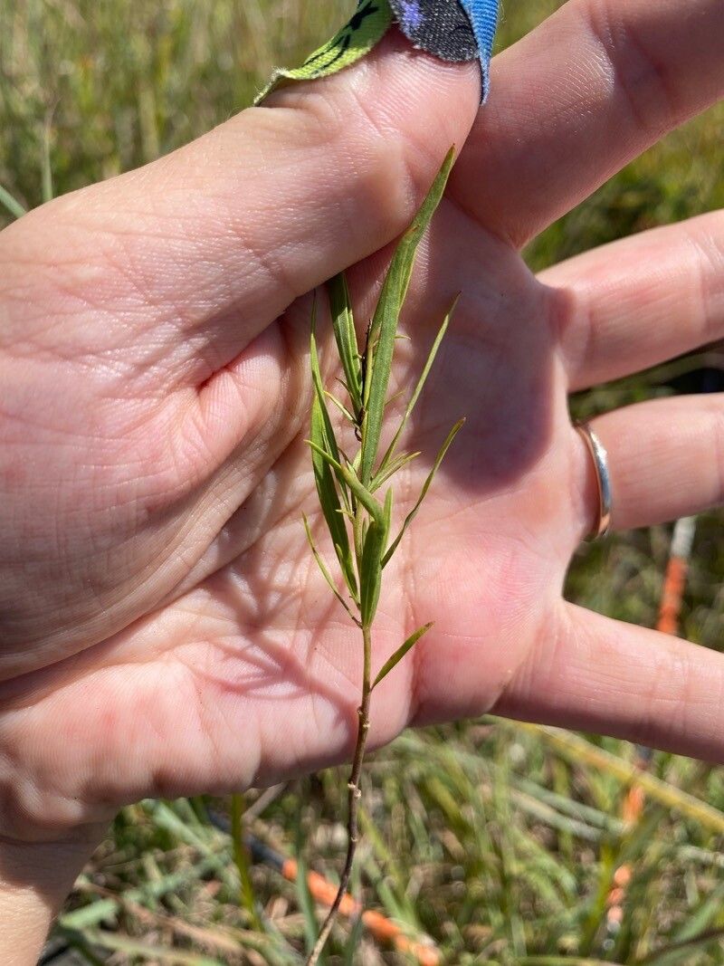 Euthamia occidentalis leaf