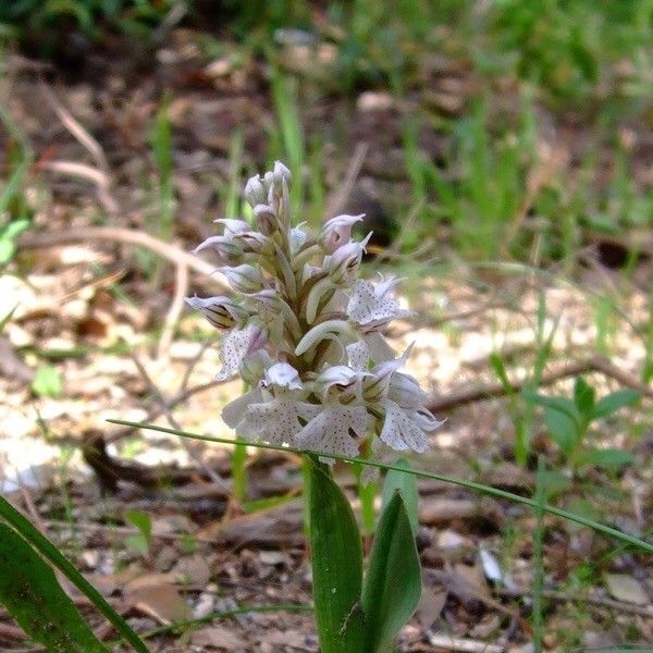 Neotinea lactea flower