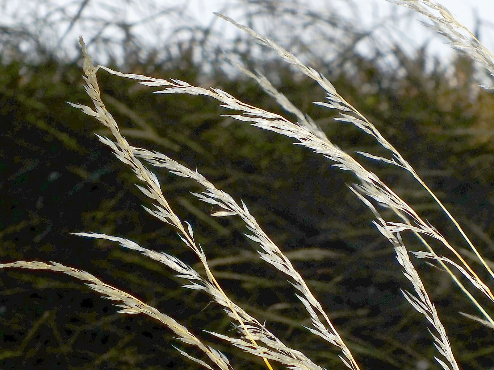Arrhenatherum elatius fruit
