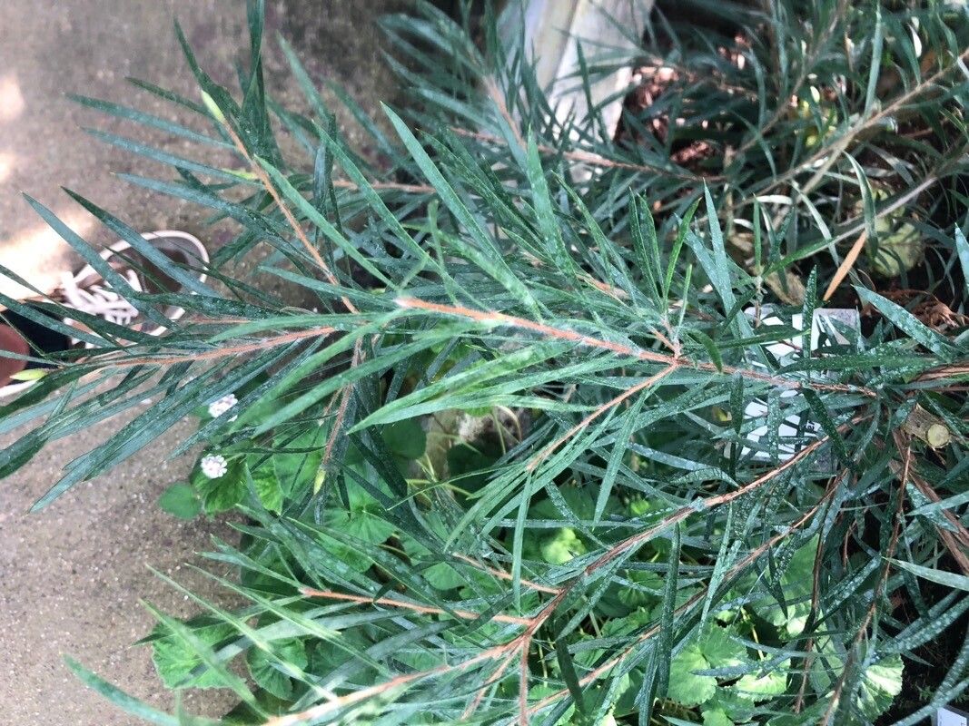 Melaleuca recurva — houseplant care guide