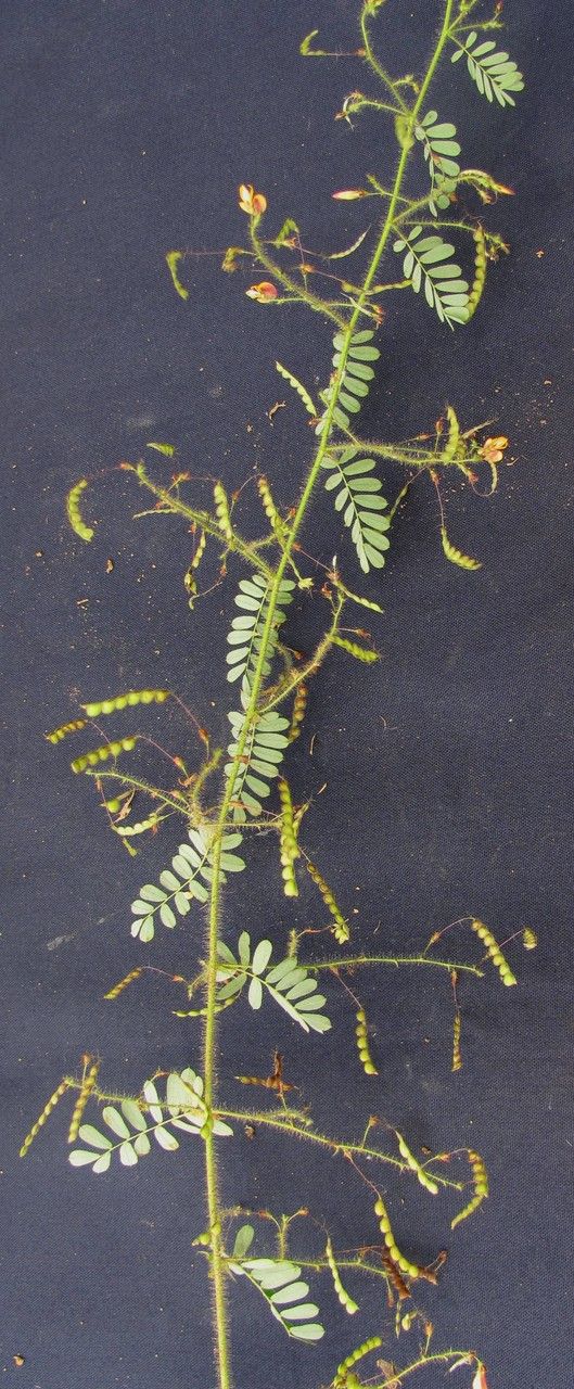 Aeschynomene elegans other