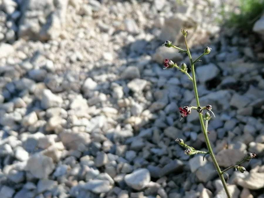 Scrophularia provincialis flower