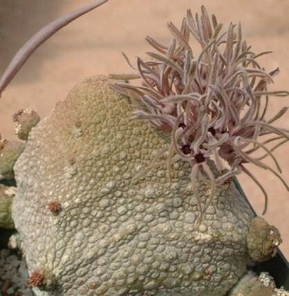 Pseudolithos cubiformis — related species from the same genus