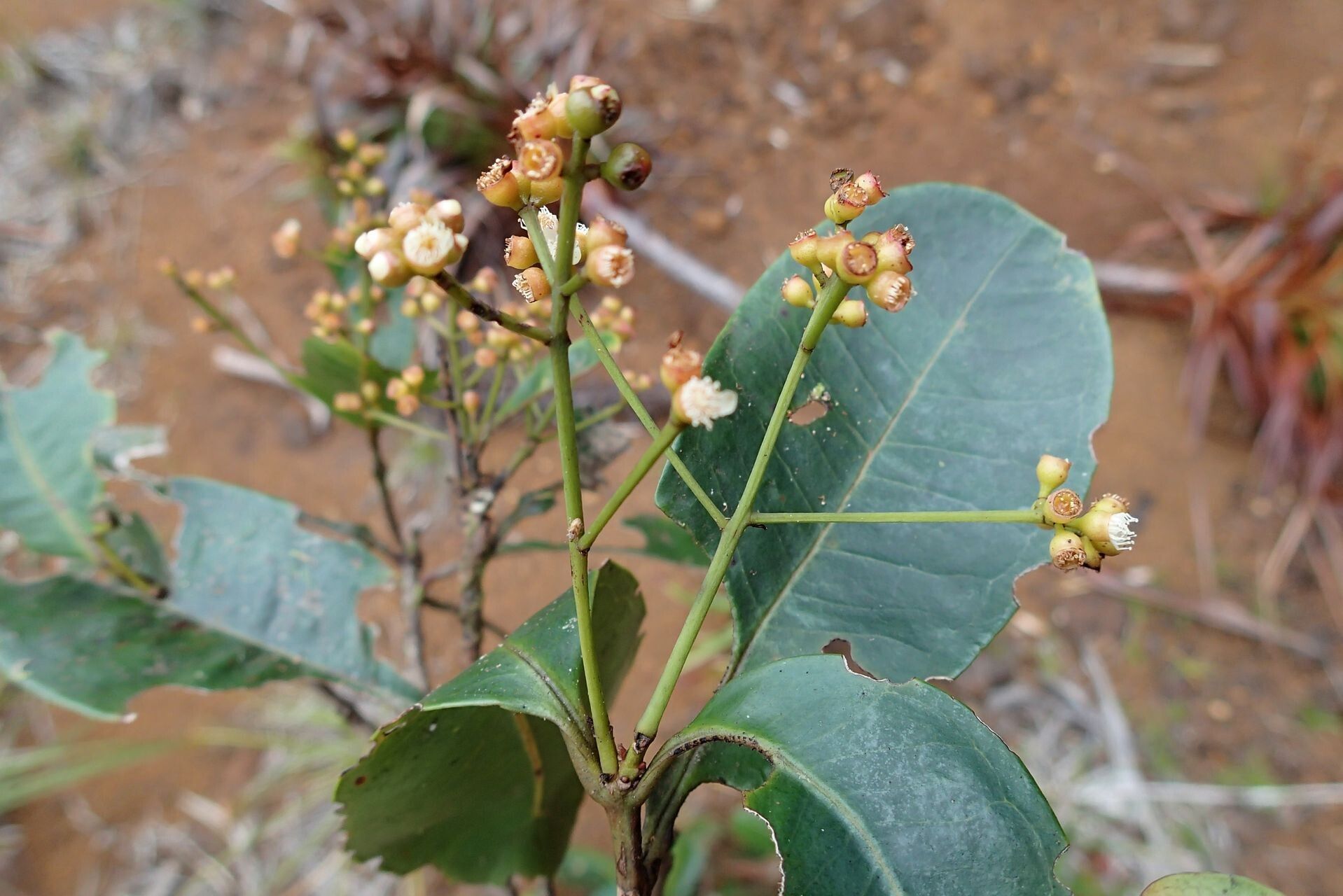 Syzygium mouanum flower