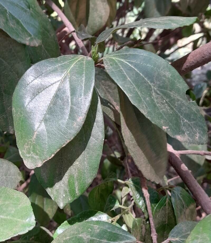 Viburnum tinoides leaf