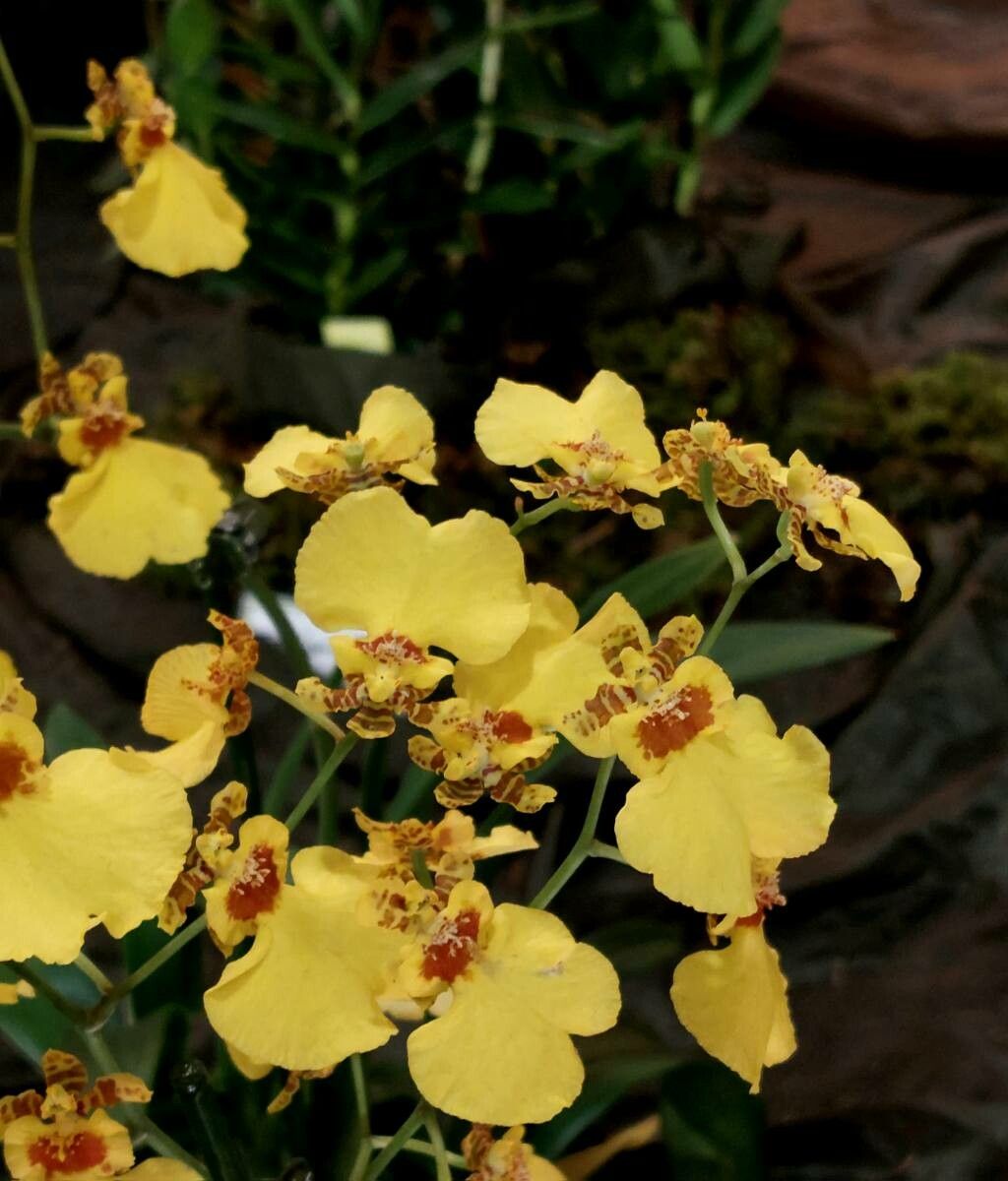 Gomesa varicosa — houseplant care guide