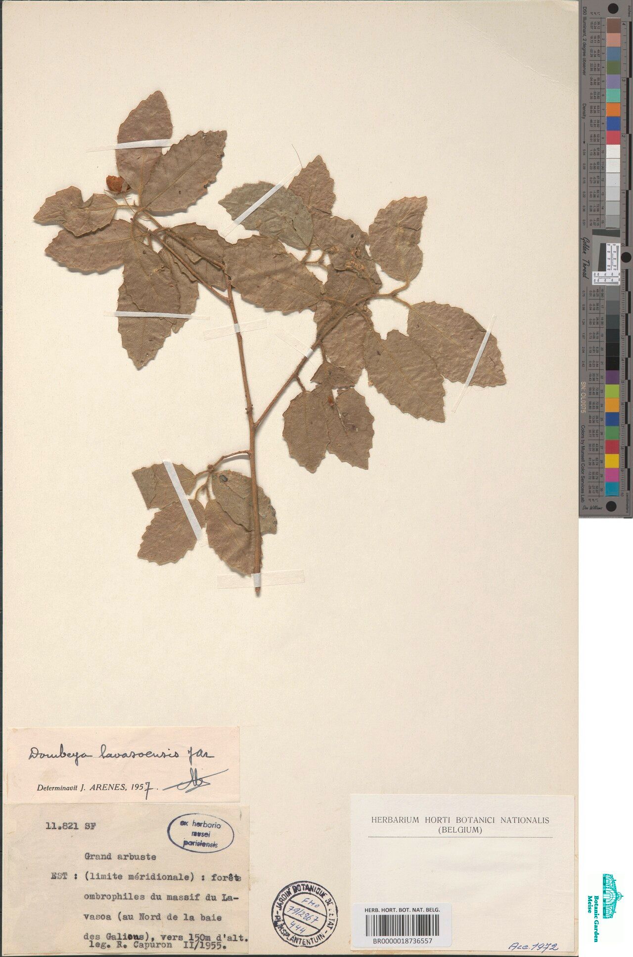 Dombeya lavasoensis — houseplant care guide