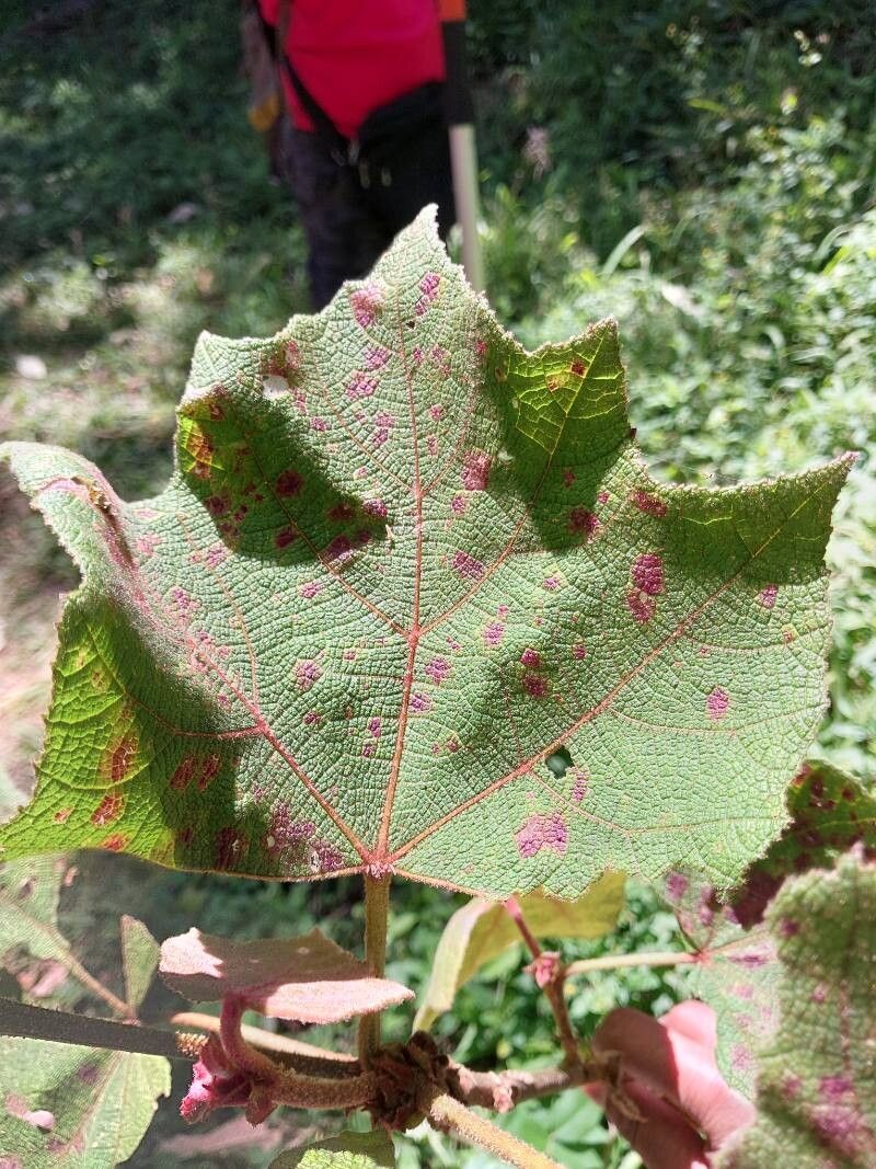Dombeya platanifolia — search result for 'Dombeya'