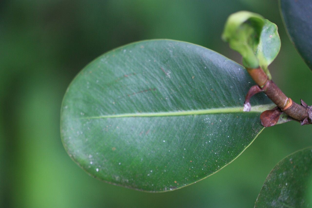 Clusia palmana — search result for 'Clusia'