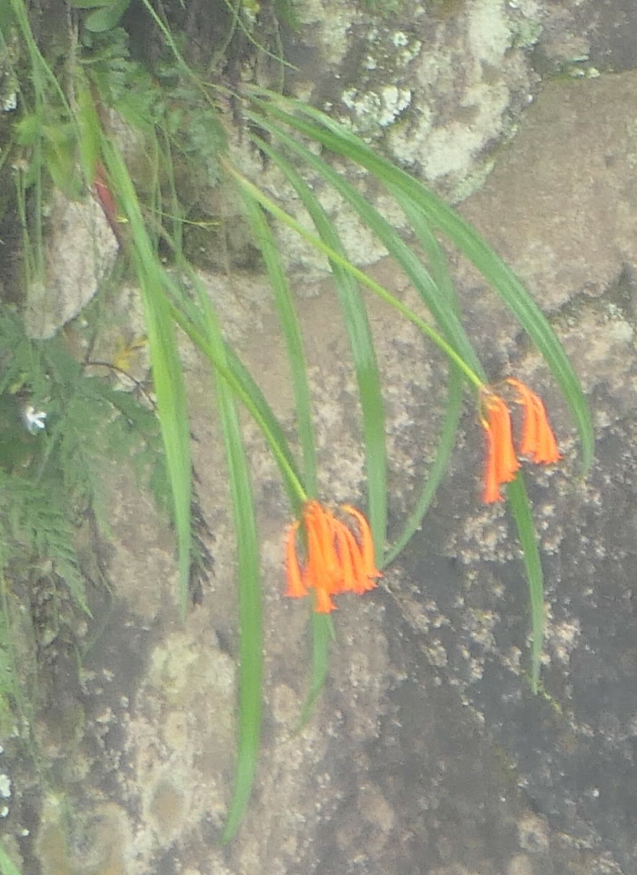 Cyrtanthus tuckii flower