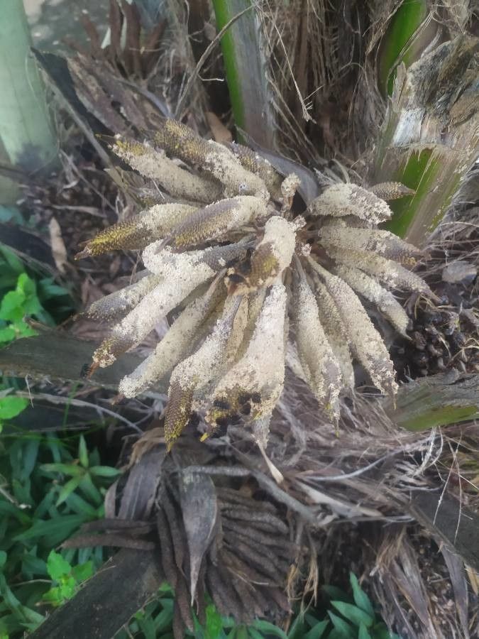 Elaeis guineensis flower