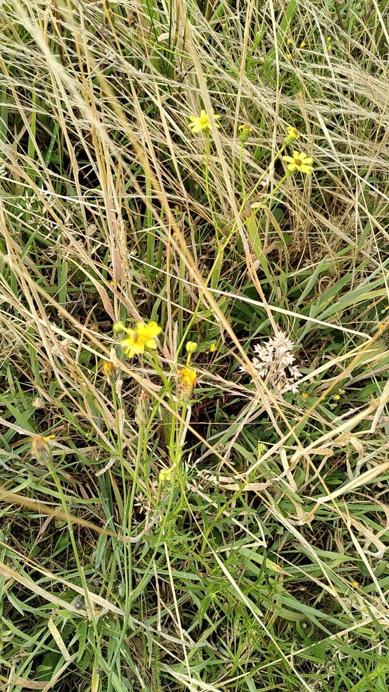 Osteospermum vaillantii flower