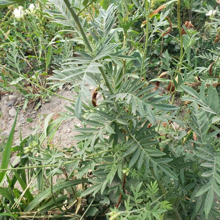 Polemonium carneum leaf