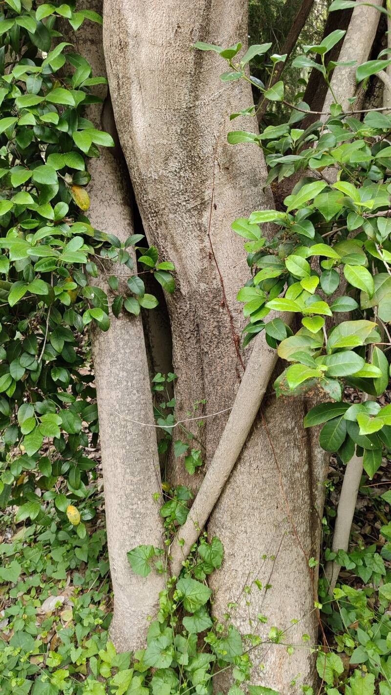 Elaeodendron papillosum bark