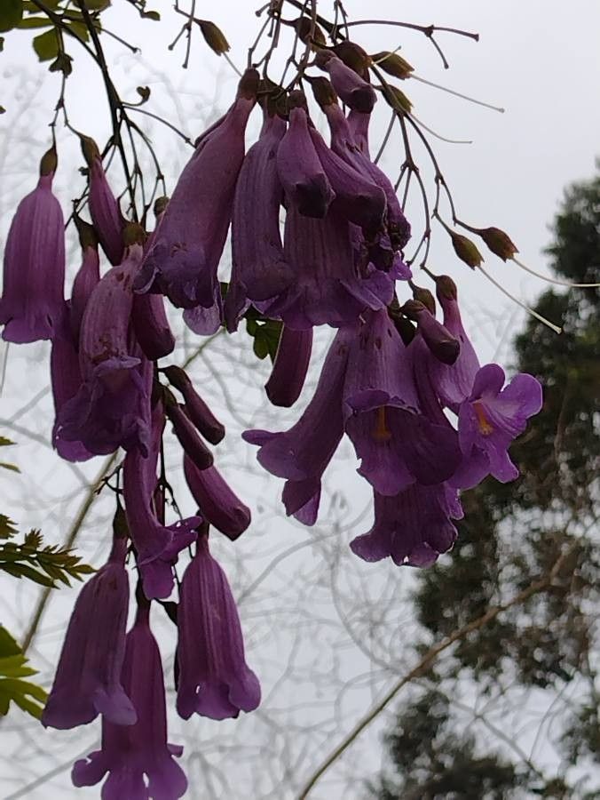 Jacaranda caroba flower