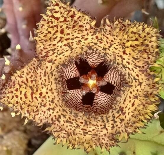 Huernia hystrix — search result for 'Huernia'