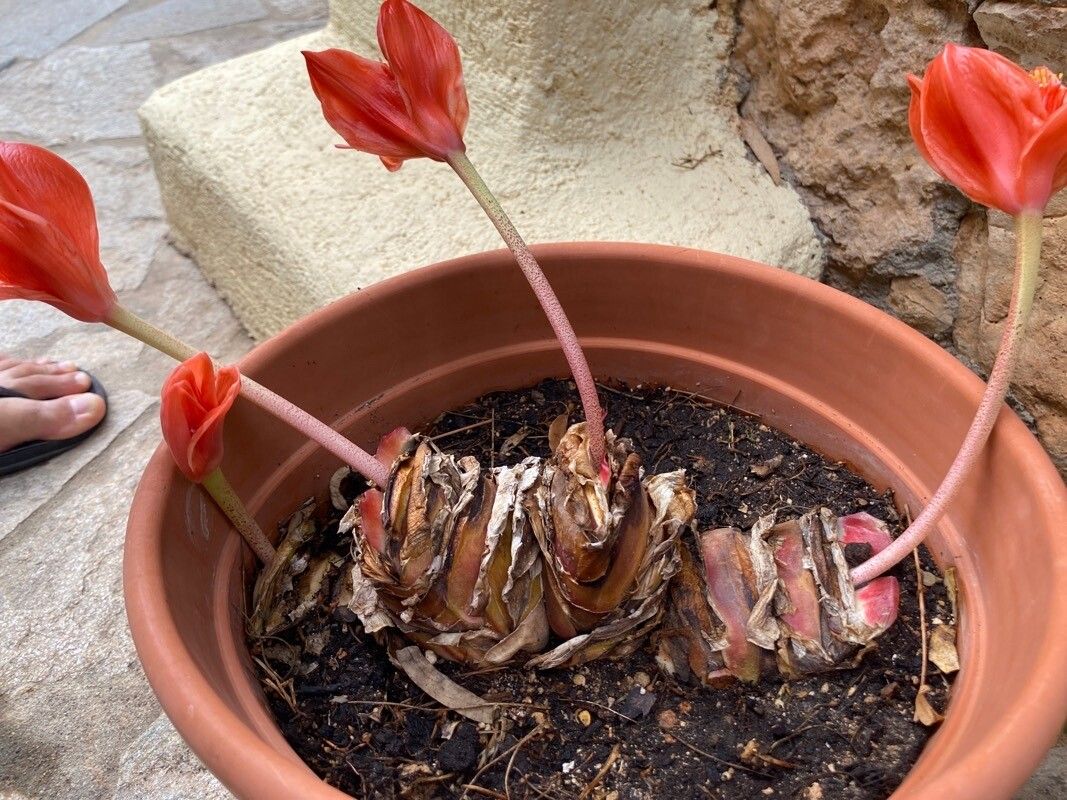 Haemanthus coccineus bark