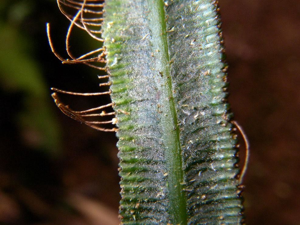 Trichomanes diversifrons other