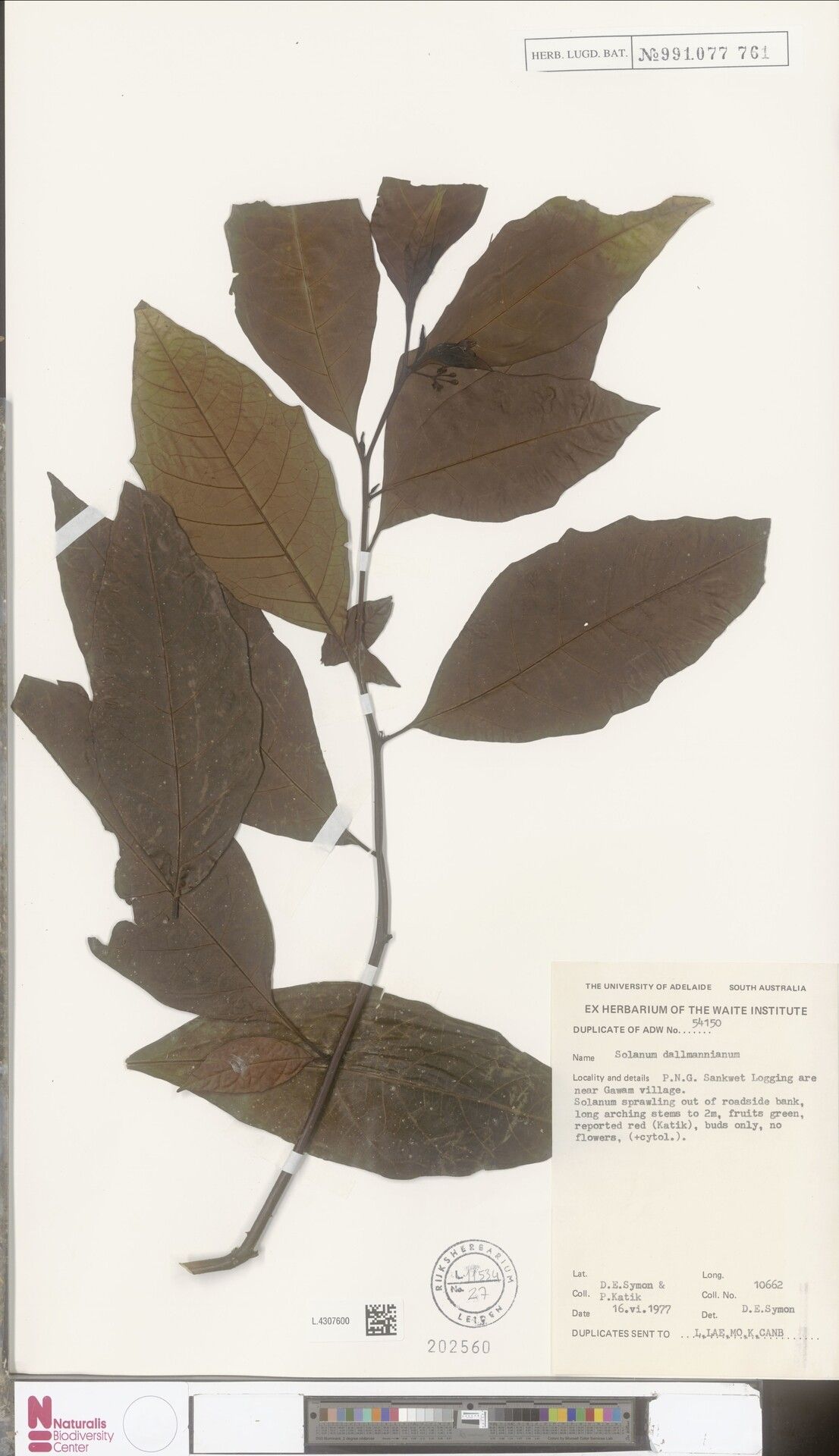 Solanum dallmannianum — houseplant care guide