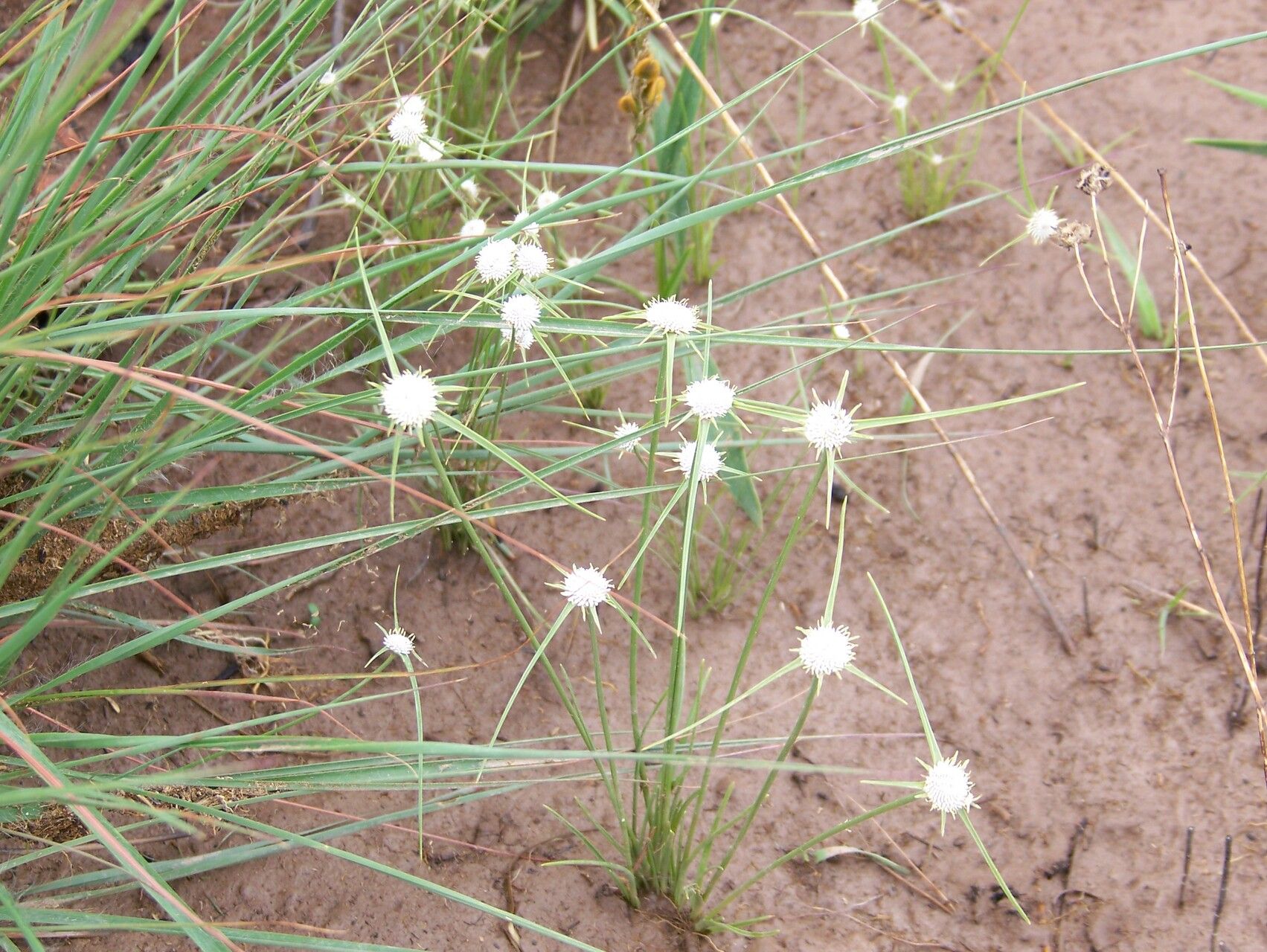 Cyperus metallorum — houseplant care guide
