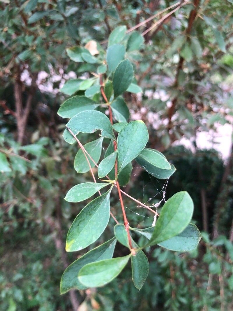 Berberis dasystachya leaf