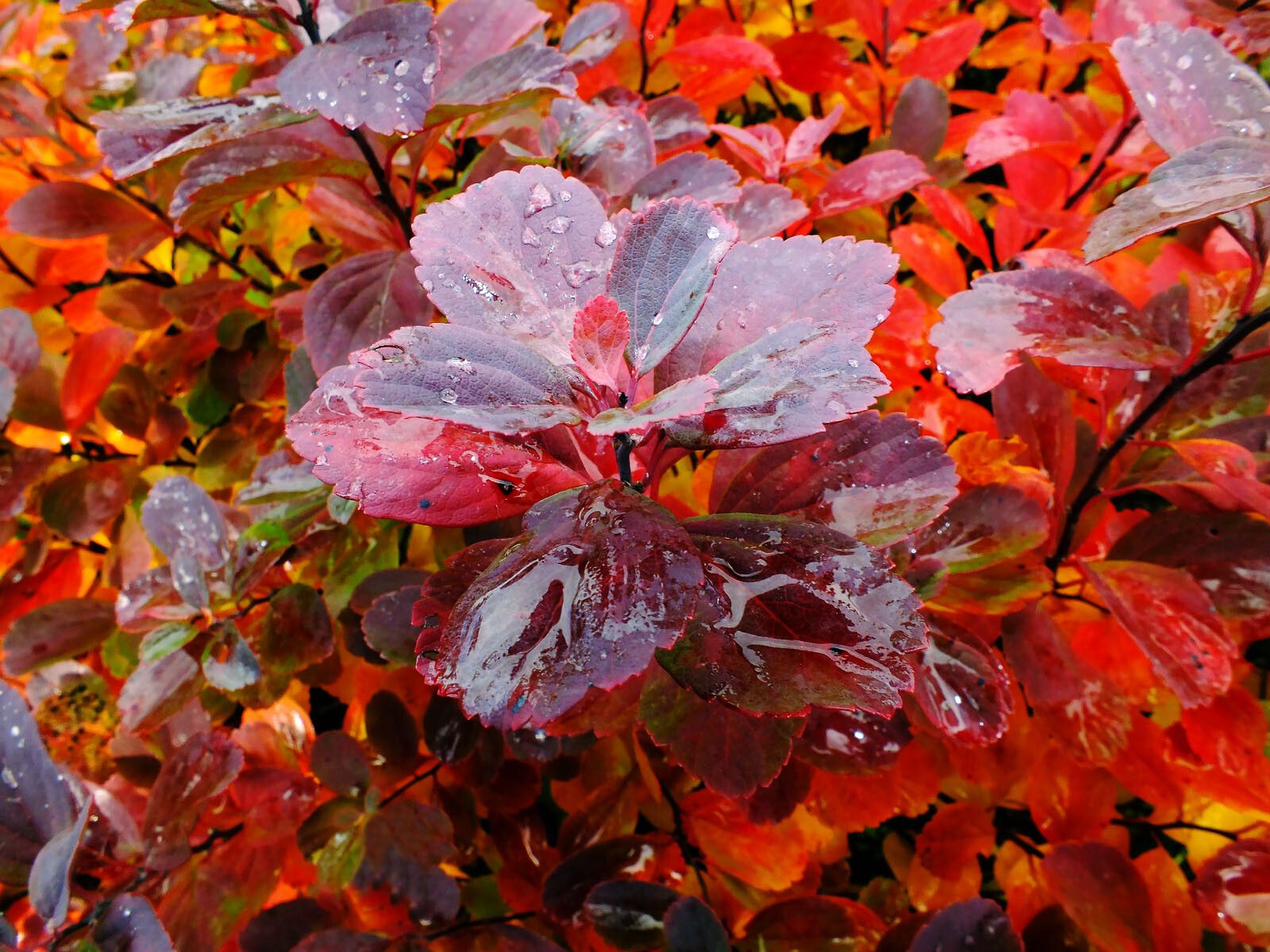 Spiraea betulifolia leaf