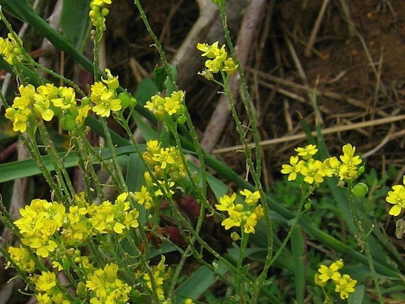 Aurinia petraea habit