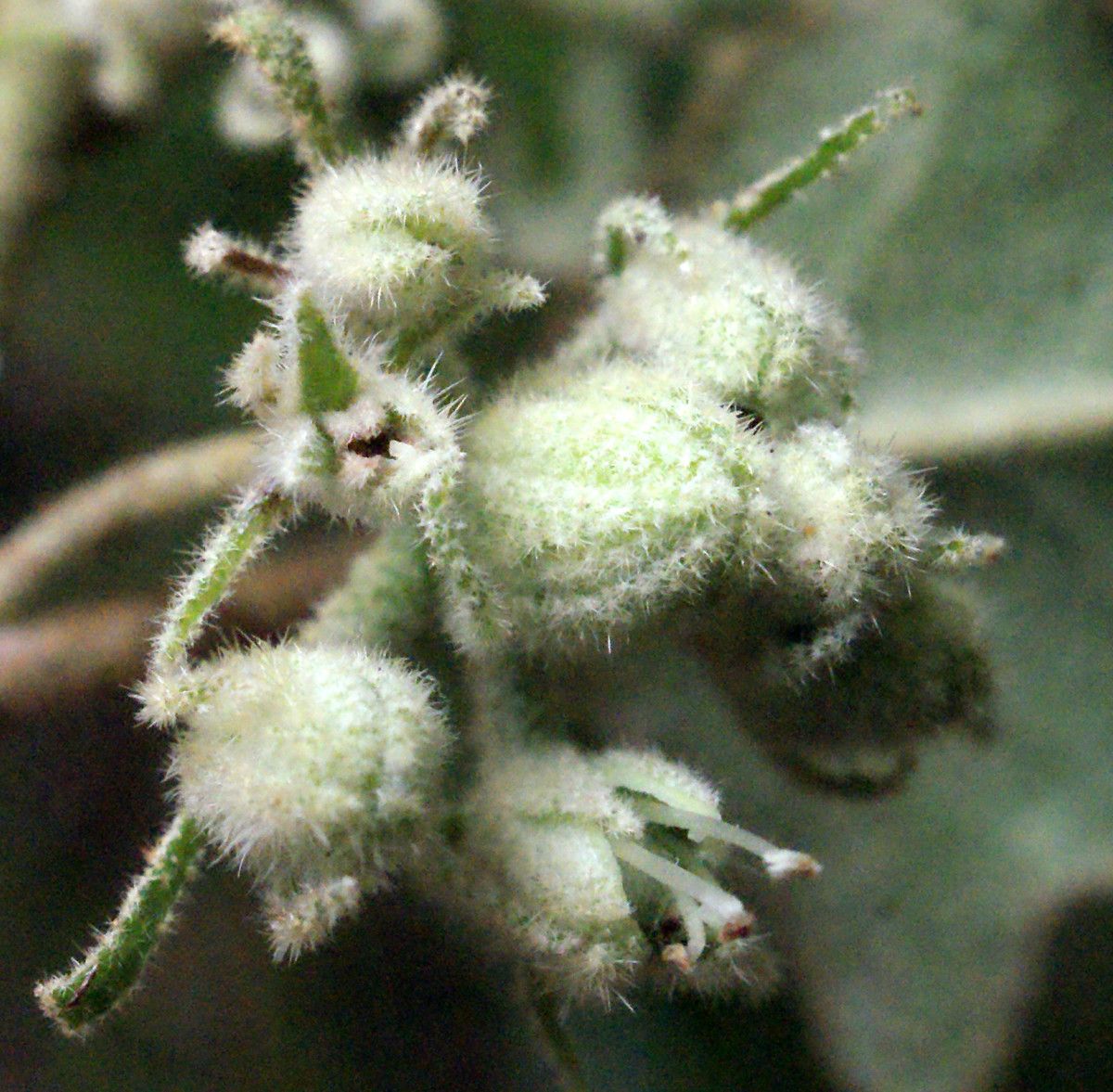 Chorilaena quercifolia flower