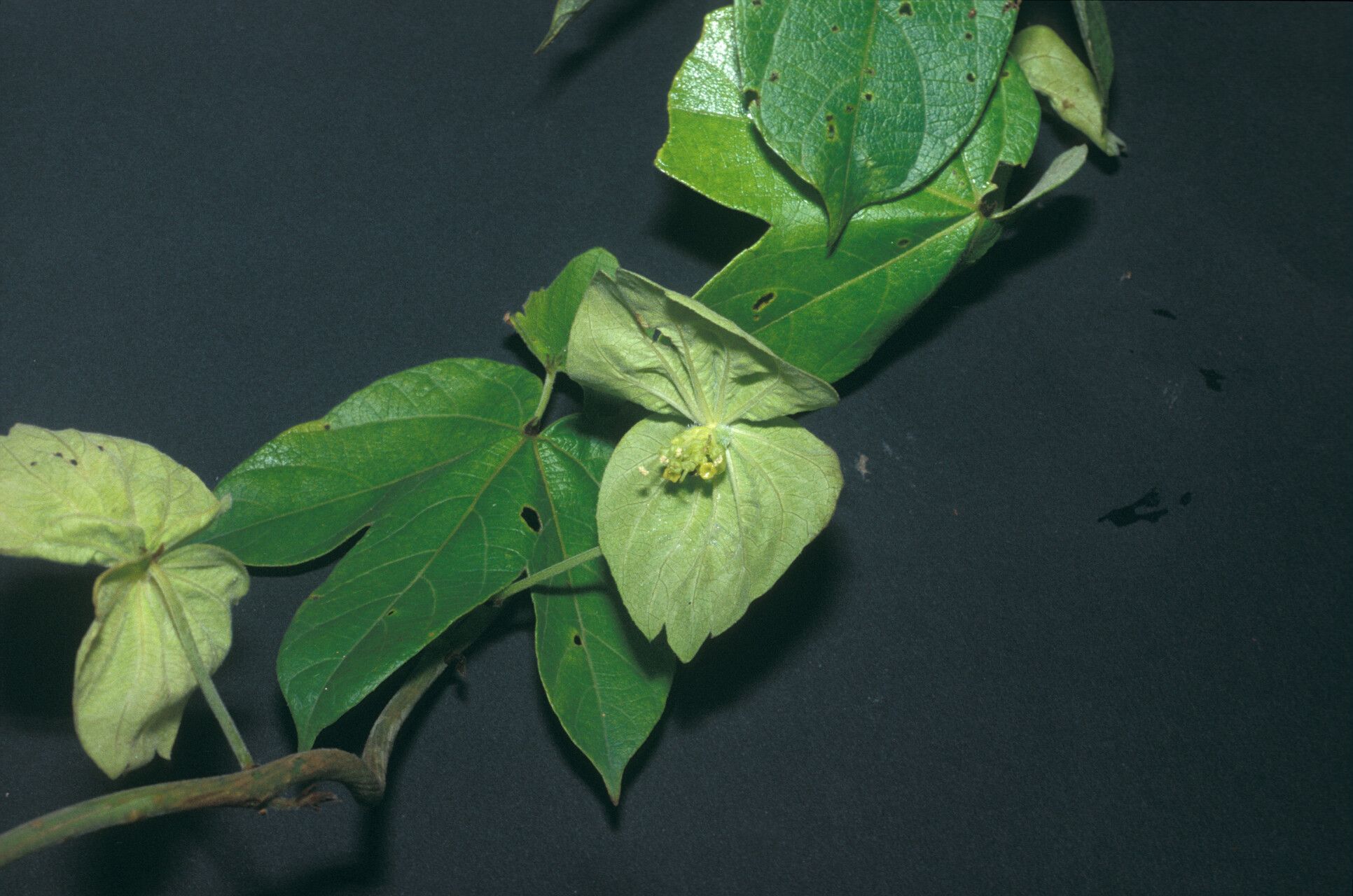Dalechampia tiliifolia flower