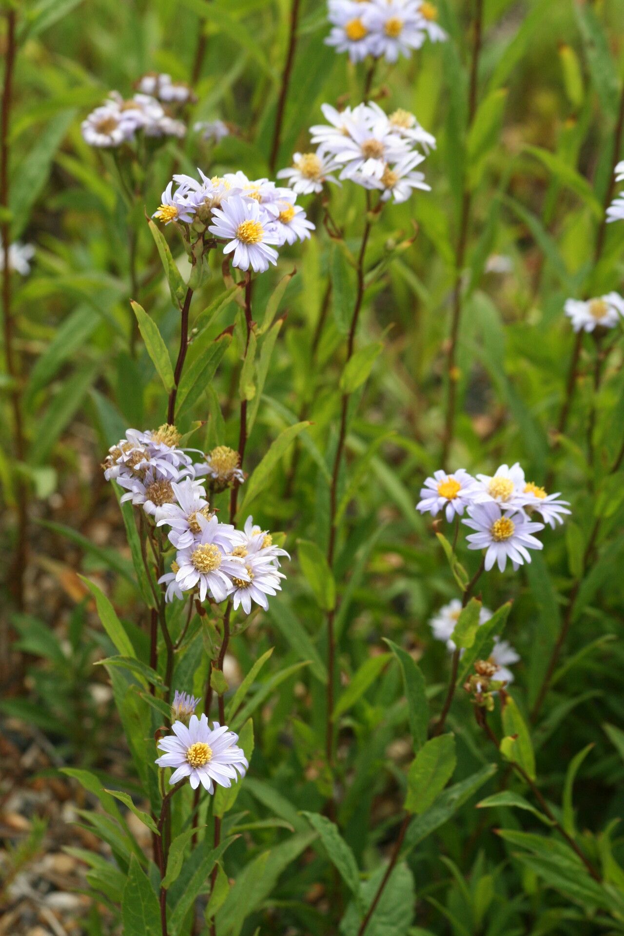 Eurybia radula flower