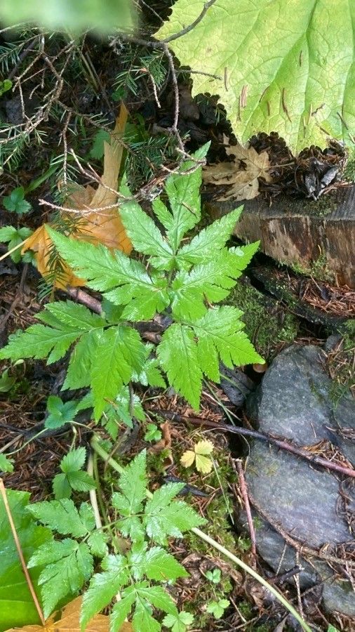 Chaerophyllum hirsutum — search result for 'Ukraine'