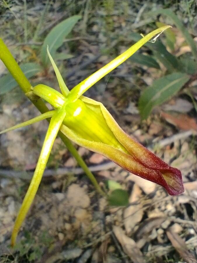 Cryptostylis subulata flower