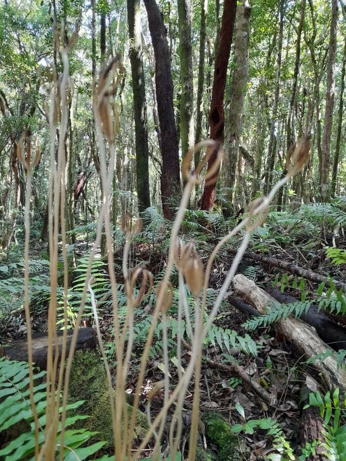 Gastrodia similis — related species from the same genus